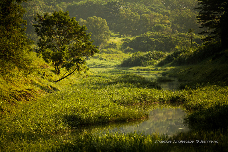 JeannieHo Junglescapes ForWeb800px 06